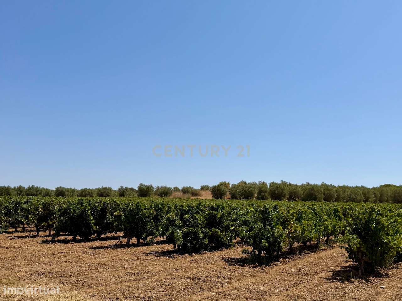 Herdade de Pandeira, Vinha e Olival em Produção em Reguengos de Monsar-25