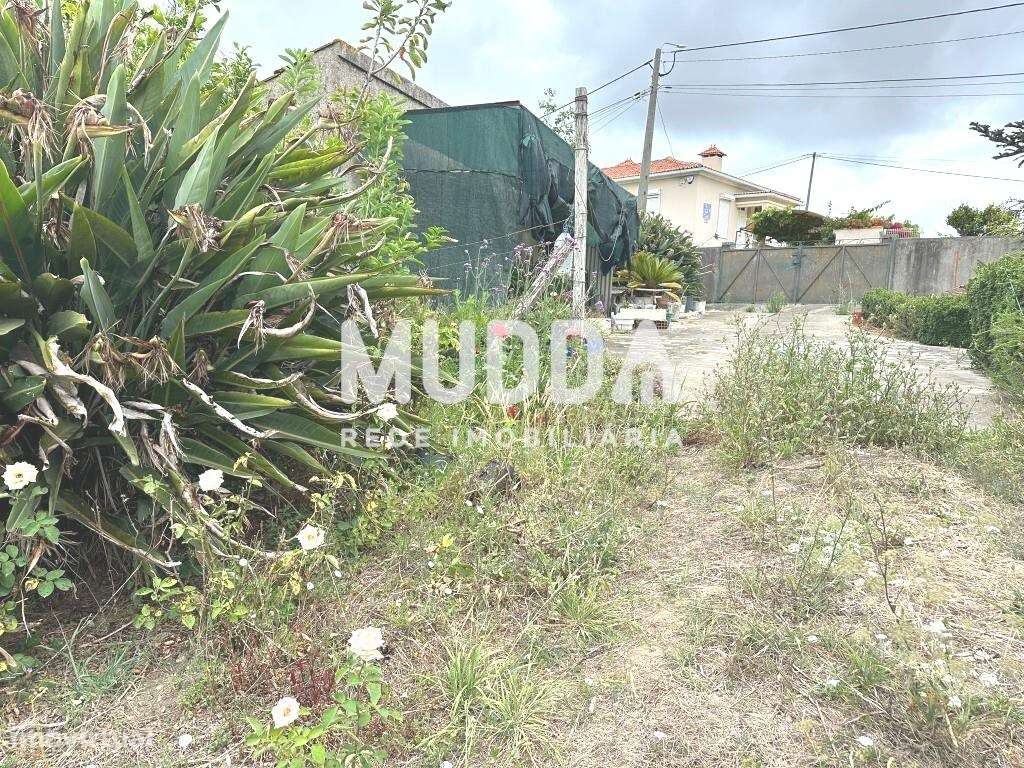 Terreno para construção, Salreu - Estarreja - Grande imagem: 5/5