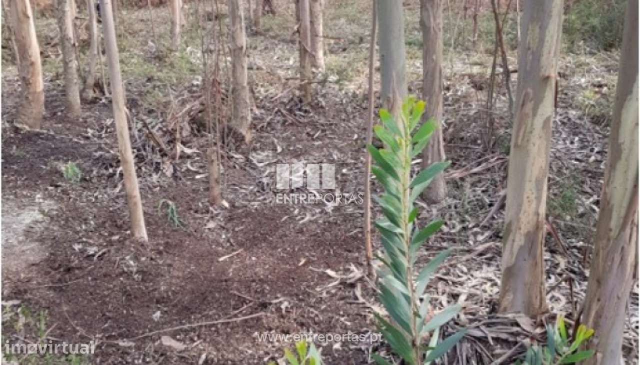 Venda de terreno florestal, Vila Franca, Viana do Castelo - Grande imagem: 5/30