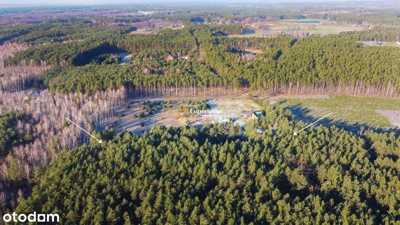 działka pokryta lasem + w otoczeniu lasu - Pełny obrazek: 3/13