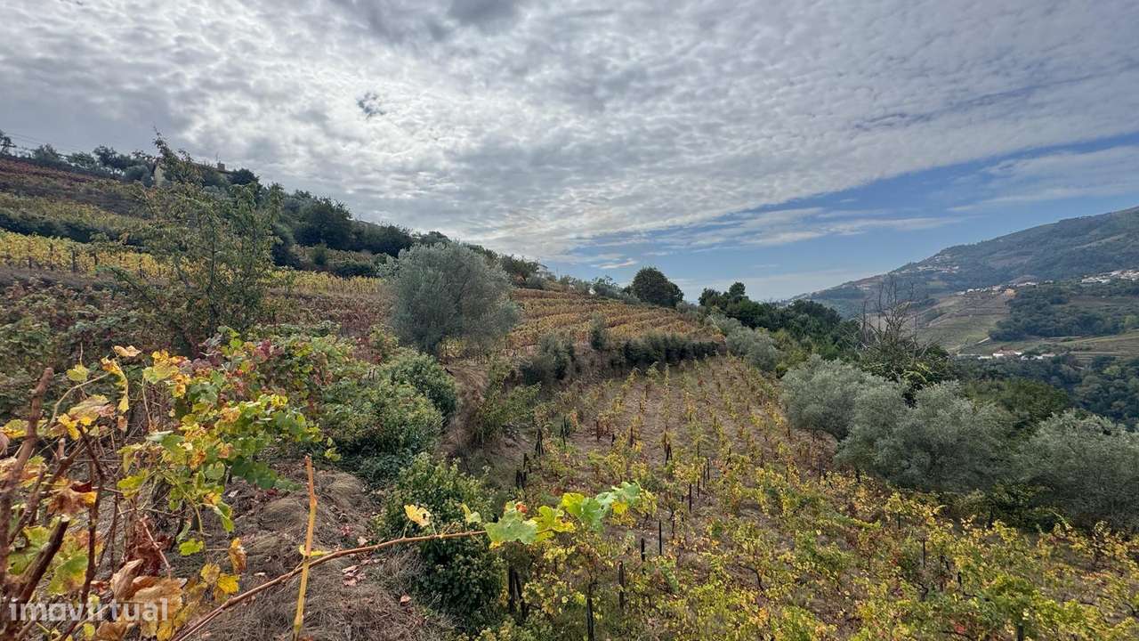 Quinta do Prado em Moura Morta, Régua-21
