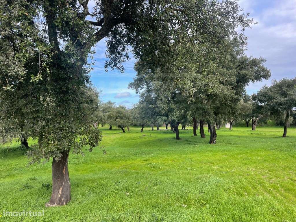 Propriedade Rústica com 11 Hectares junto a Canhestros-10
