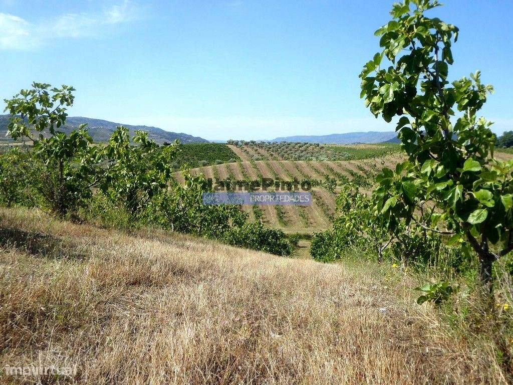 150.000m2 com Figueiras Biológicas, em Trás-os-Montes. Portugal, Mi... - Grande imagem: 2/9