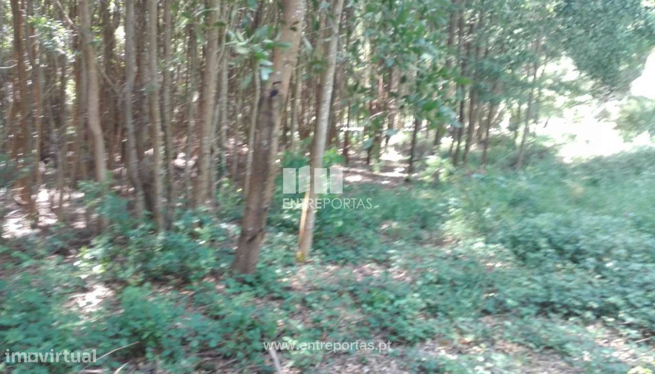 Terreno para venda, Cristelo, Caminha - Grande imagem: 4/5