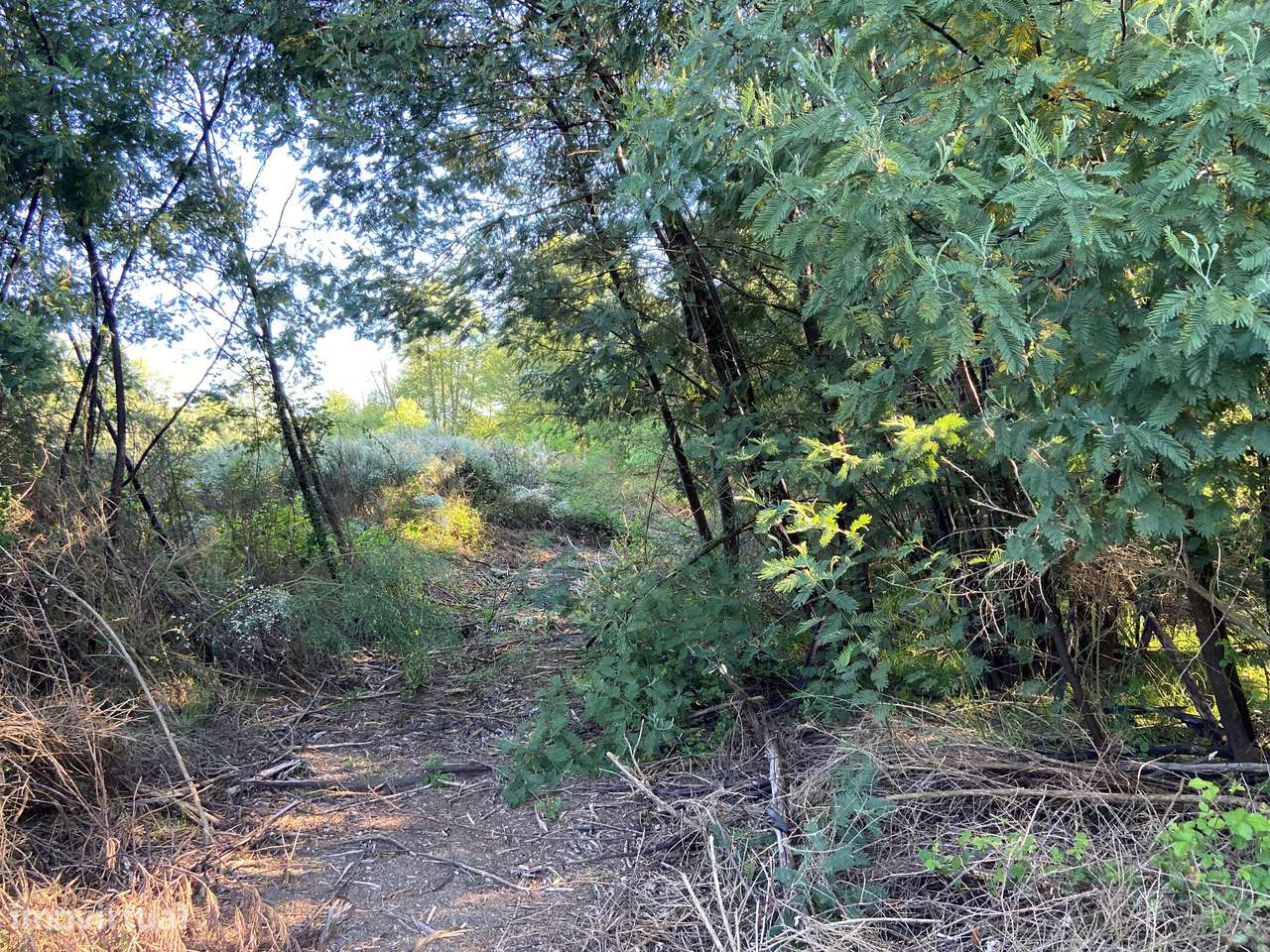 Terreno, Viseu, Tondela, Tonda-12