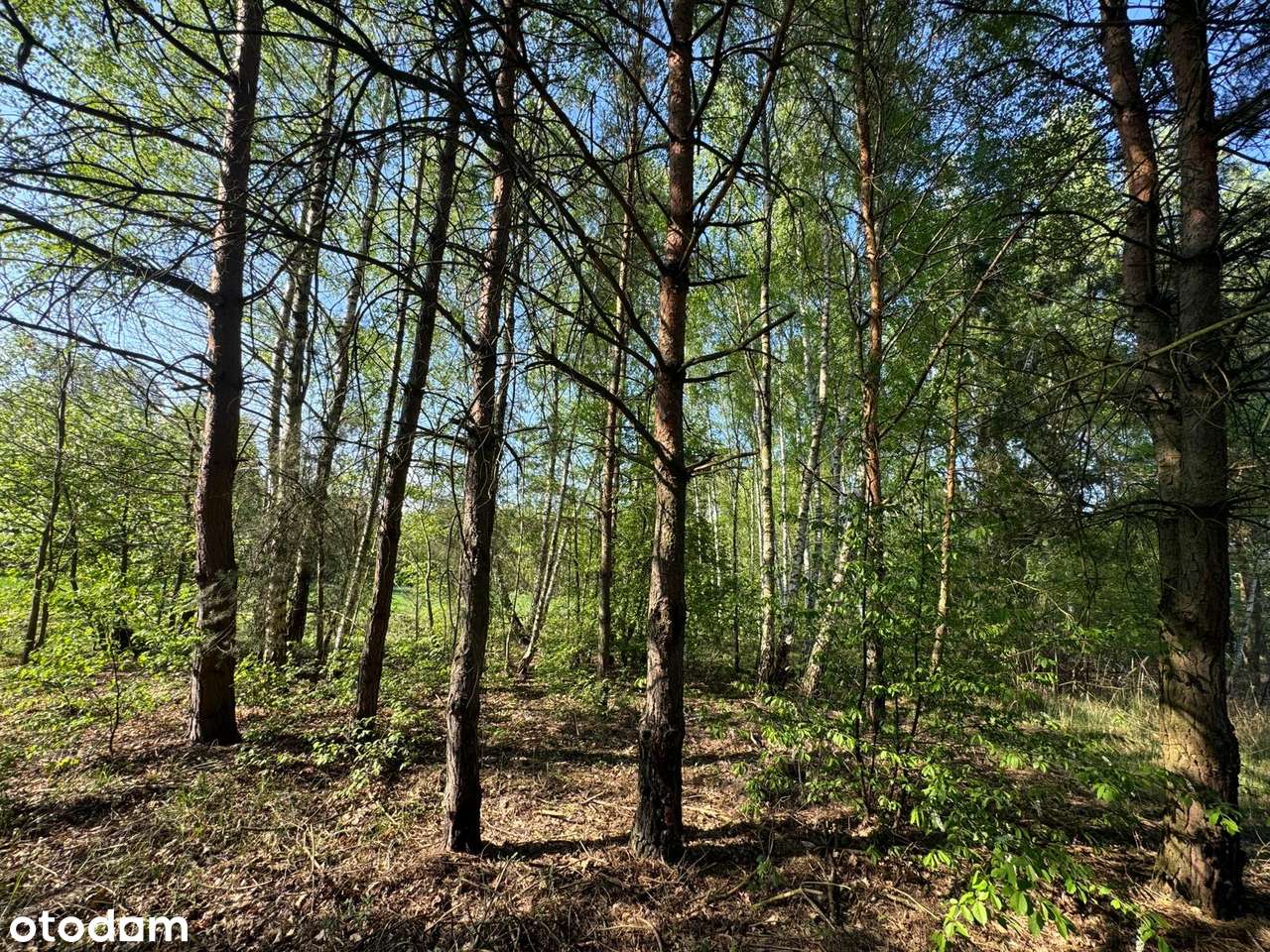 Działki budowlane. Słubica. Żabia Wola-4