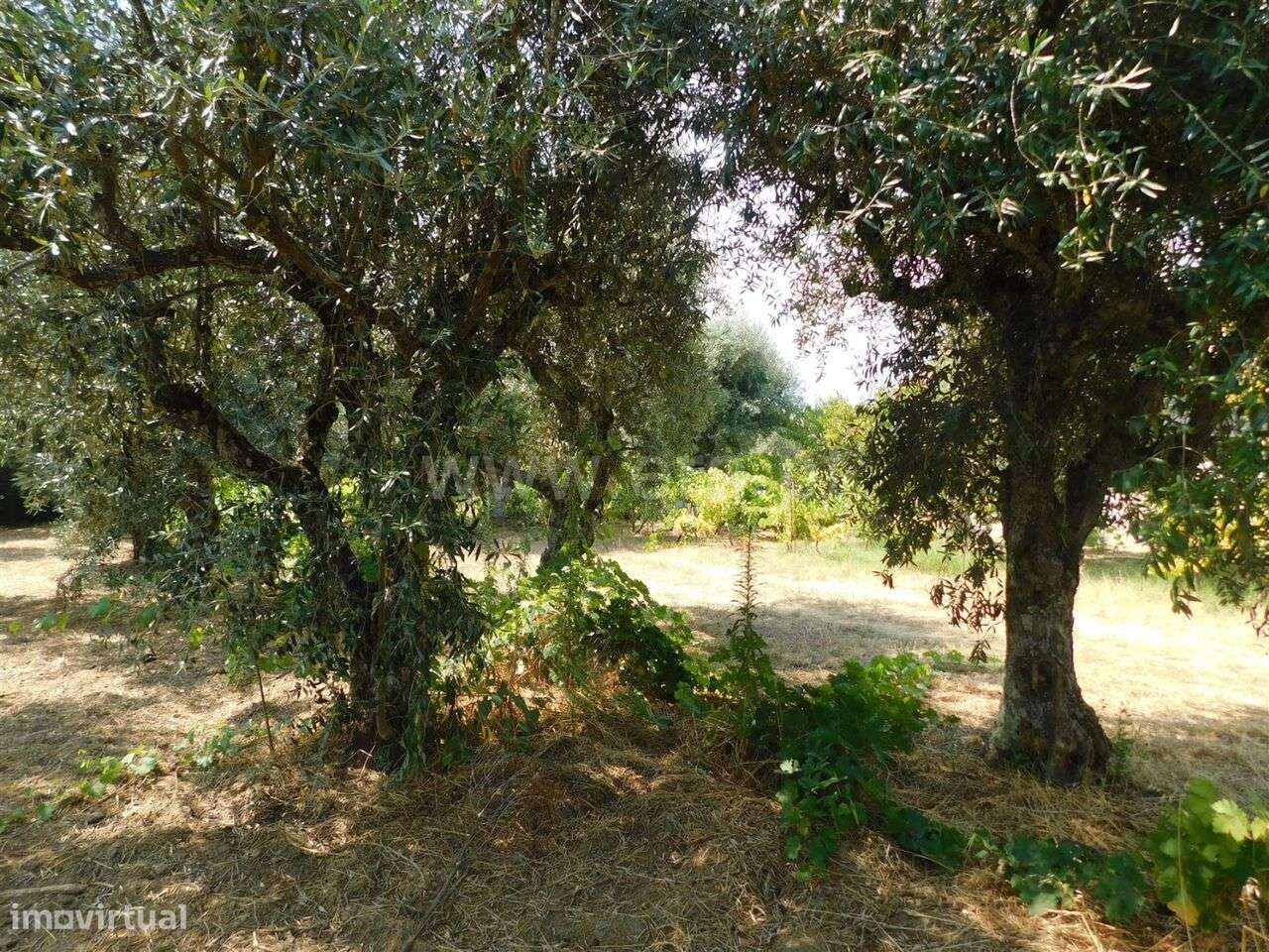 Terreno com ruina / Fundão, Fundão - Grande imagem: 3/12