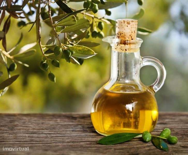 Lagar de Azeite participação, Pinhel, Guarda, Portugal. - Grande imagem: 4/6