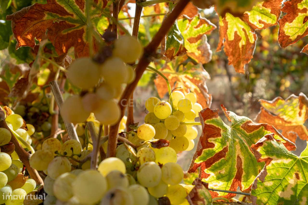 Moradia, 183 m², Amareleja-29