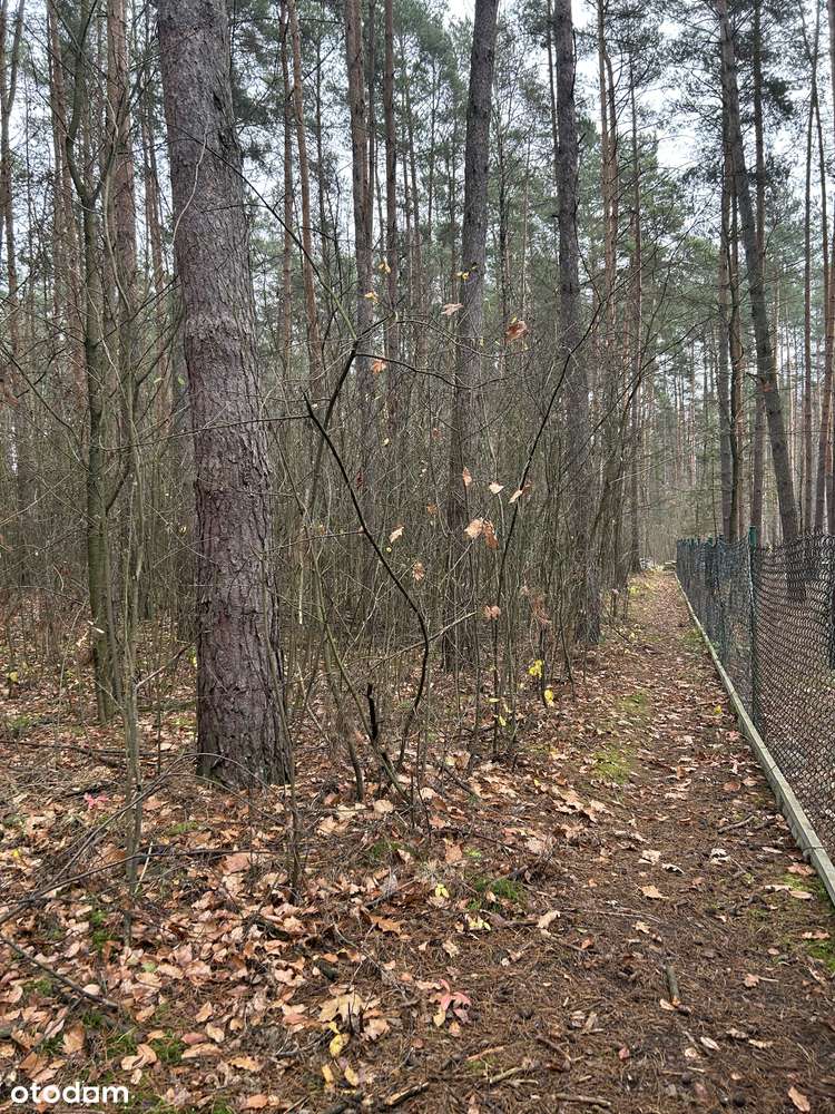 Urokliwa działka w samym środku lasu, 3200 m2 - Pełny obrazek: 5/16
