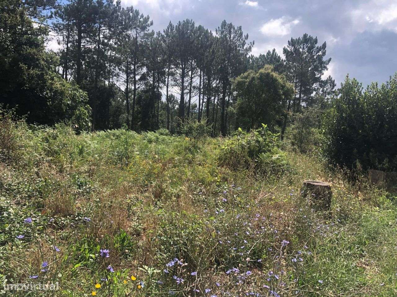 Terreno urbanizável em Ferraria de Pataias-1