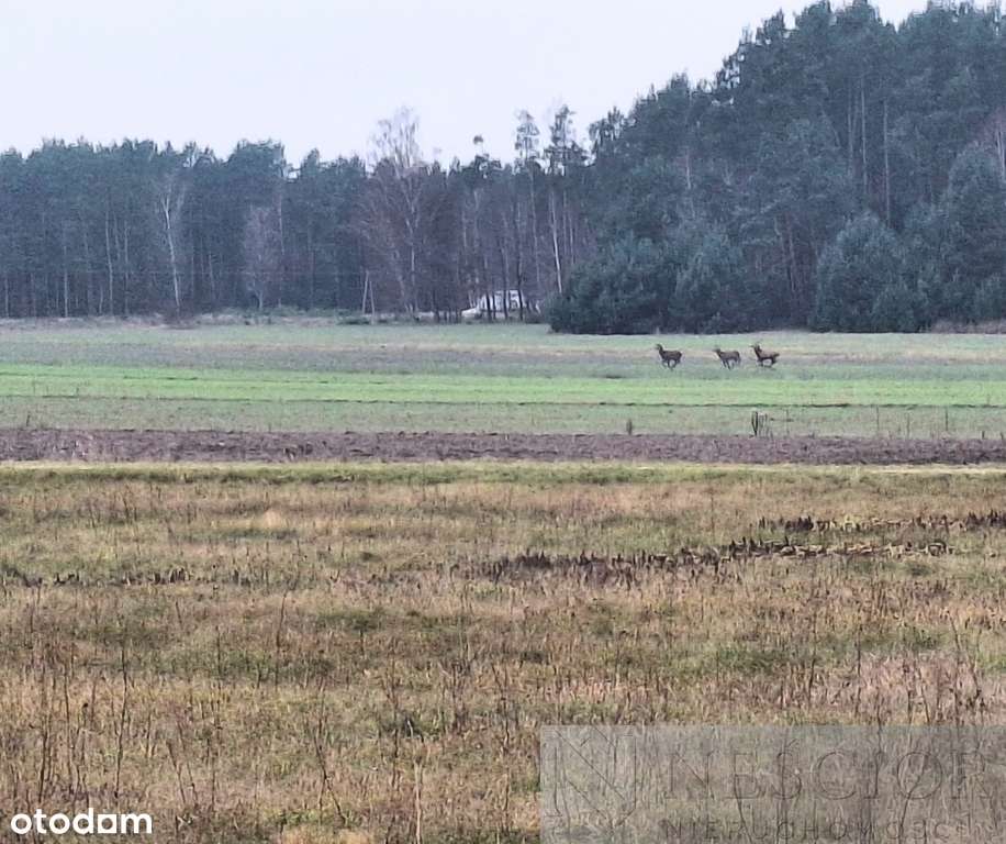 5,3 ha pod agroturystykę lub stadninę - Pełny obrazek: 1/10