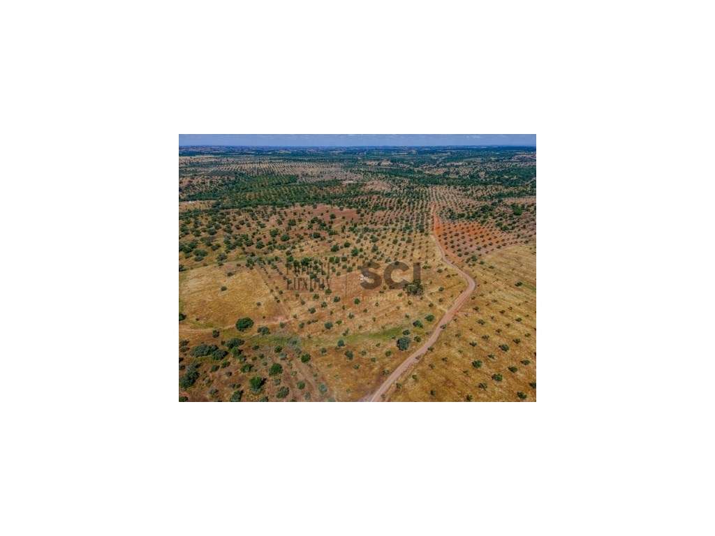 Pequena Quinta com Ruína para Recuperar em Vila Nova de São Bento-23