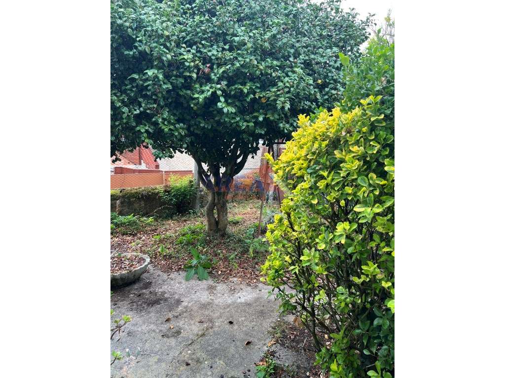Oportunidade: 2 casas + artigo rústico com 2,0648 ha, perto de Oliv...-43