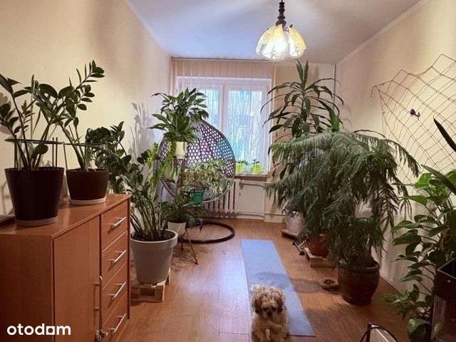 Mieszkanie atrakcyjna lokalizacja Tysiąclecie Gnie-2