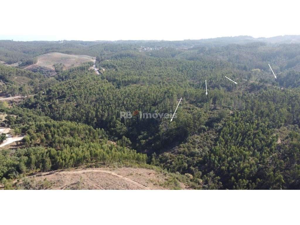 5 Terrenos de Eucaliptal - Carril, Tomar - Grande imagem: 5/9