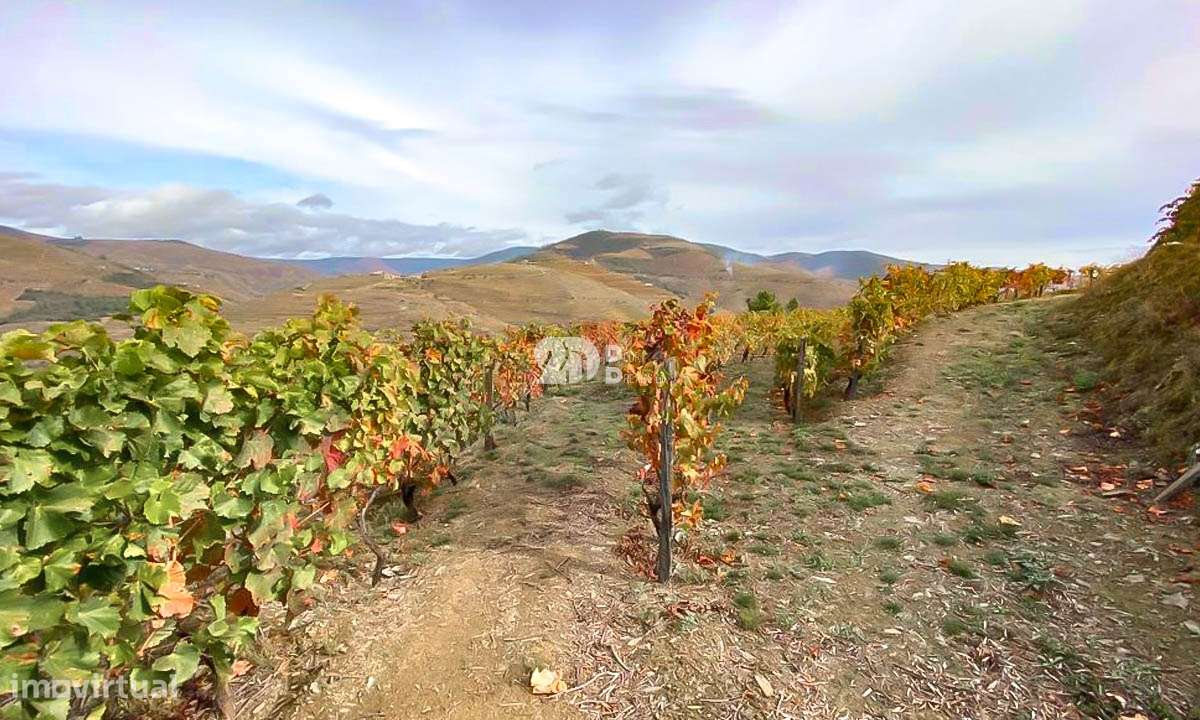Terreno com vinha -  Douro - Grande imagem: 5/18