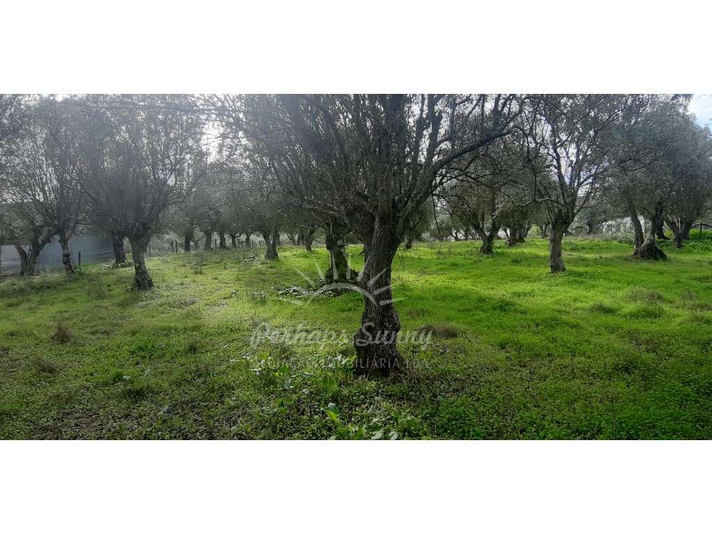 Olival com habitação na Várzea de Grândola - Grande imagem: 5/29