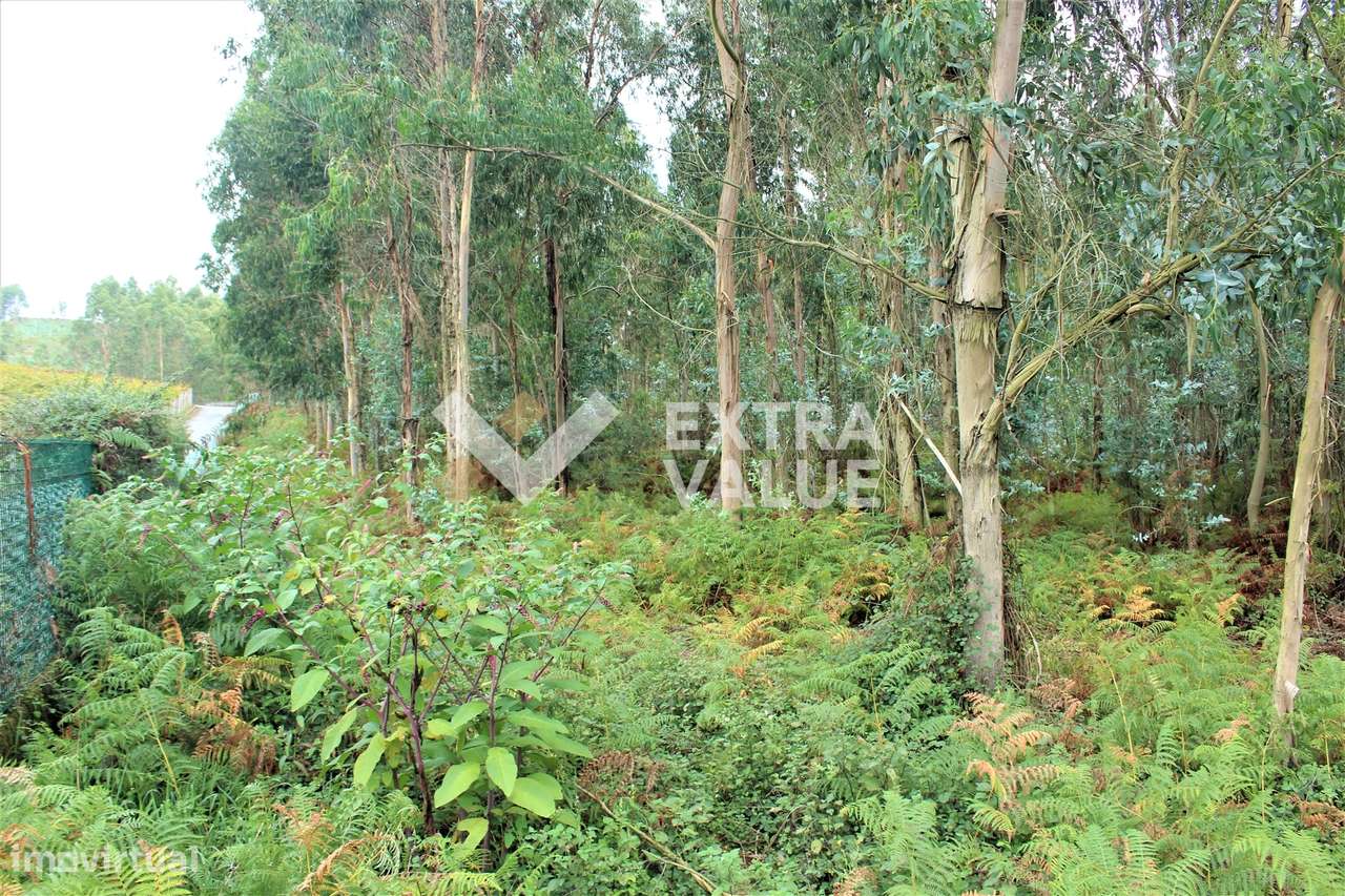 Terreno Rústico  Venda em Cervães,Vila Verde - Grande imagem: 4/10