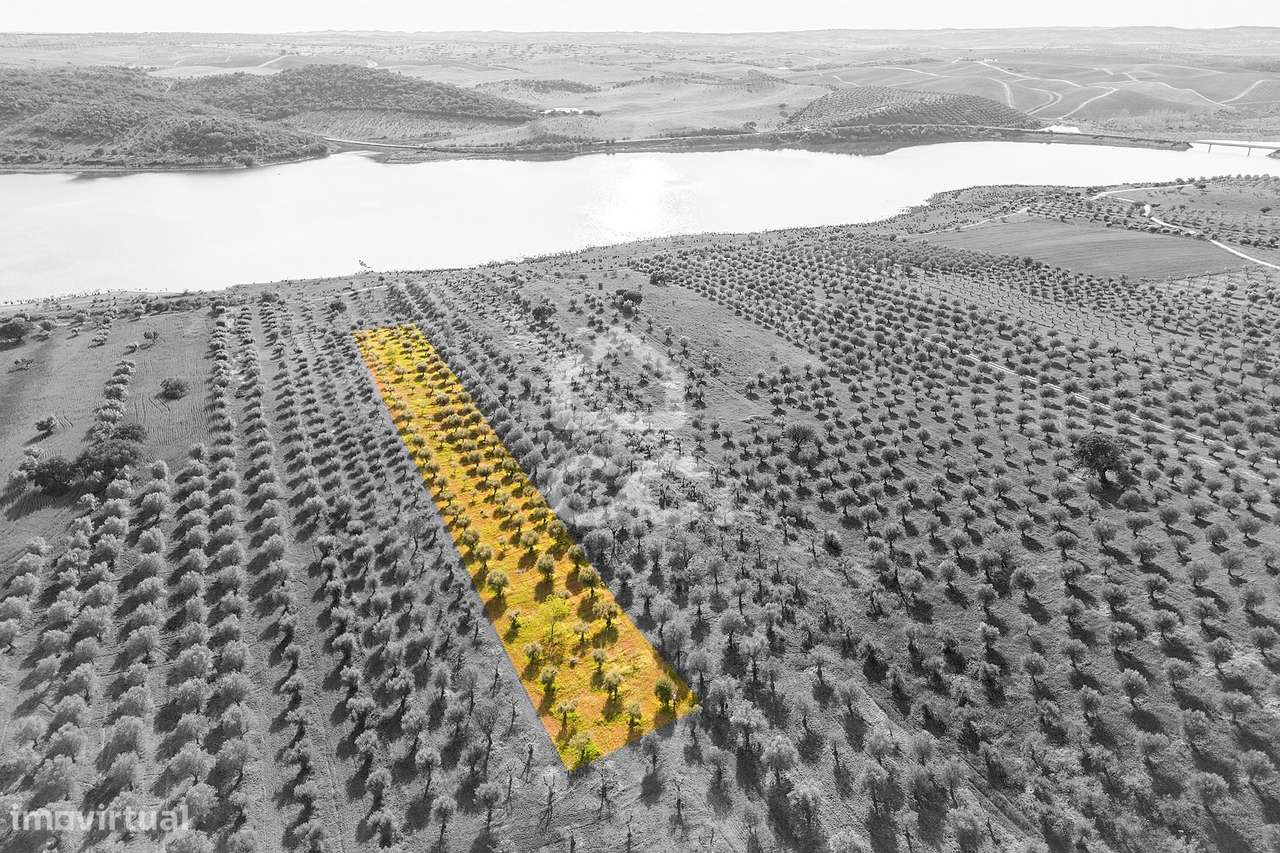 Olival de 5138 m2 | Rosário (Alandroal) - Grande imagem: 2/33