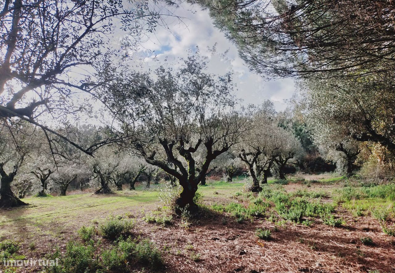 Terreno Rústico com Oliveiras, Leiria