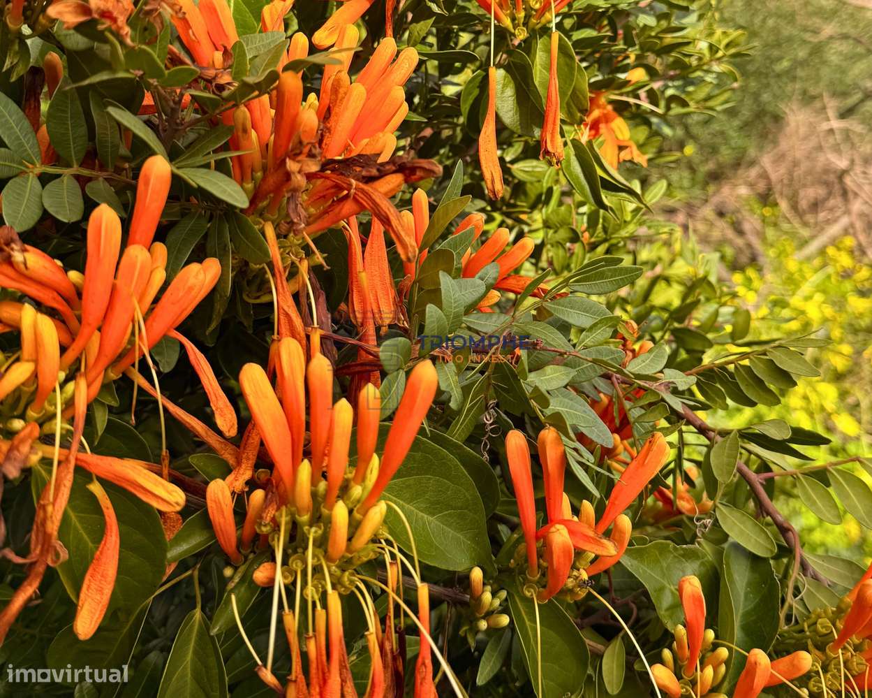 Terreno para Construção de 1.260 m² em Alcantarilha - Grande imagem: 2/6