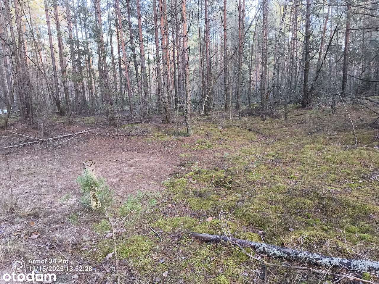 Leśniczówka Unikalne niespotykane miejsce w Europie  w Puszczy Białow.-10