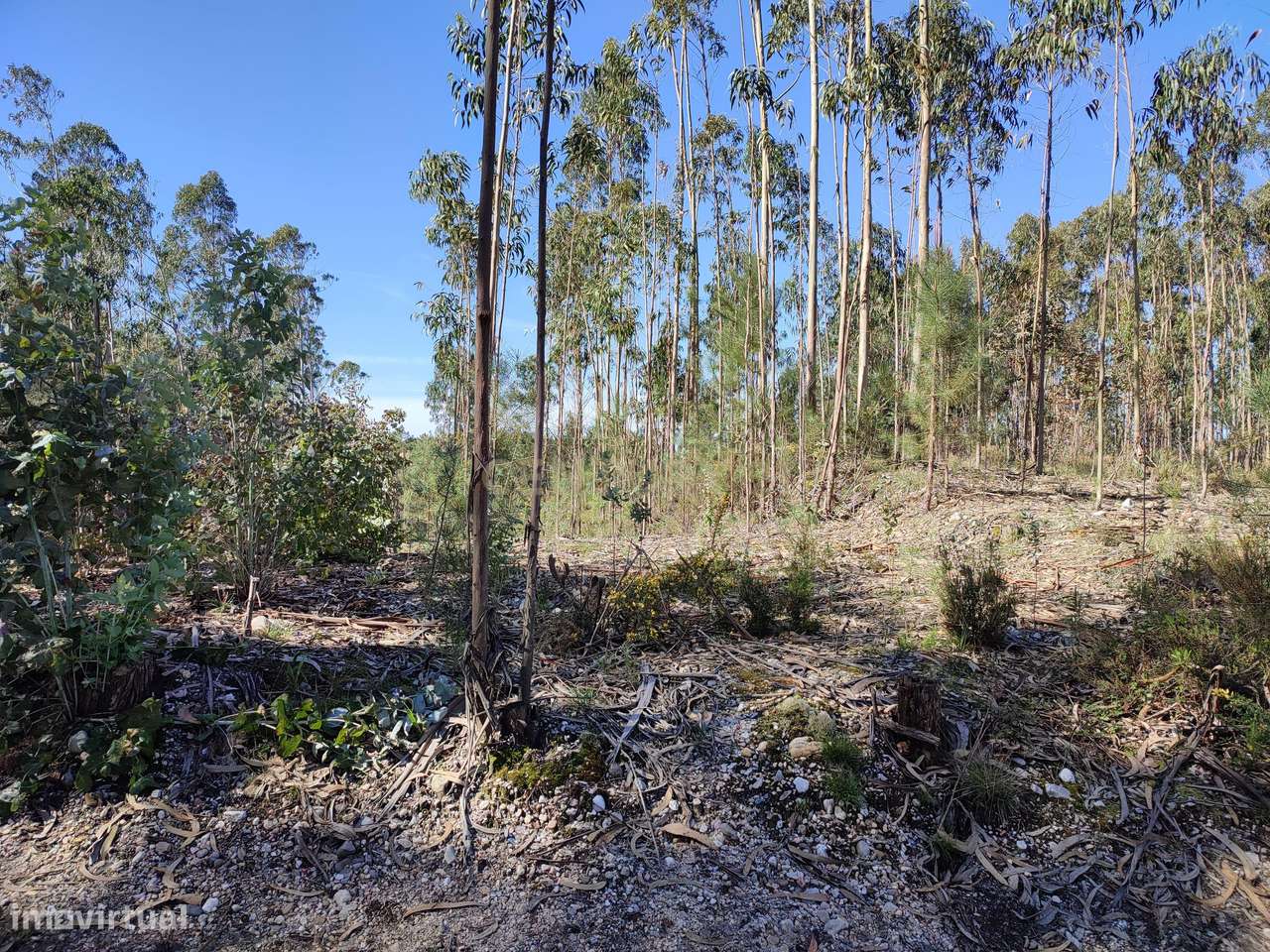 Terreno de Eucaliptos na Maceira - Grande imagem: 4/7