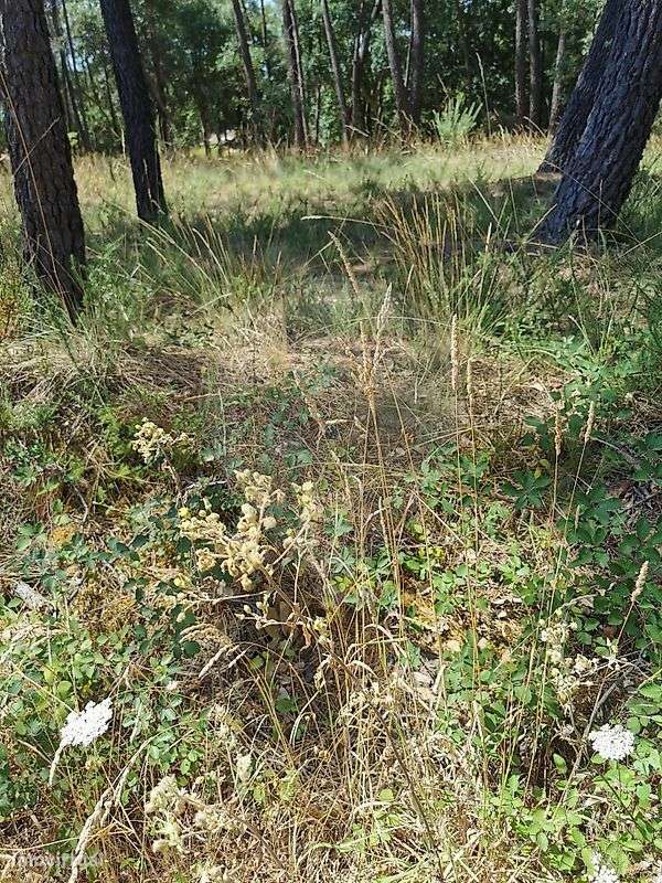 Terreno  para venda - Grande imagem: 3/4