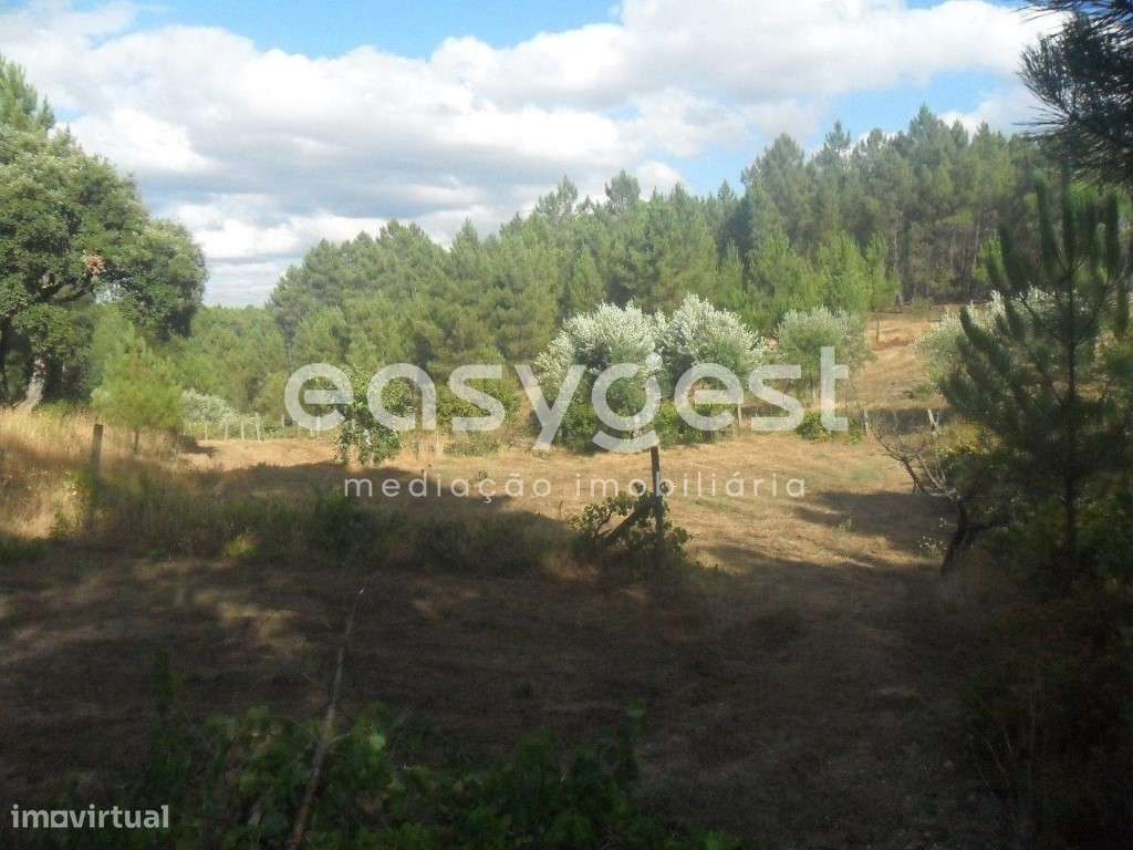 Maravilhoso Terreno Rústico com regadio, olival e vinha - Grande imagem: 3/13