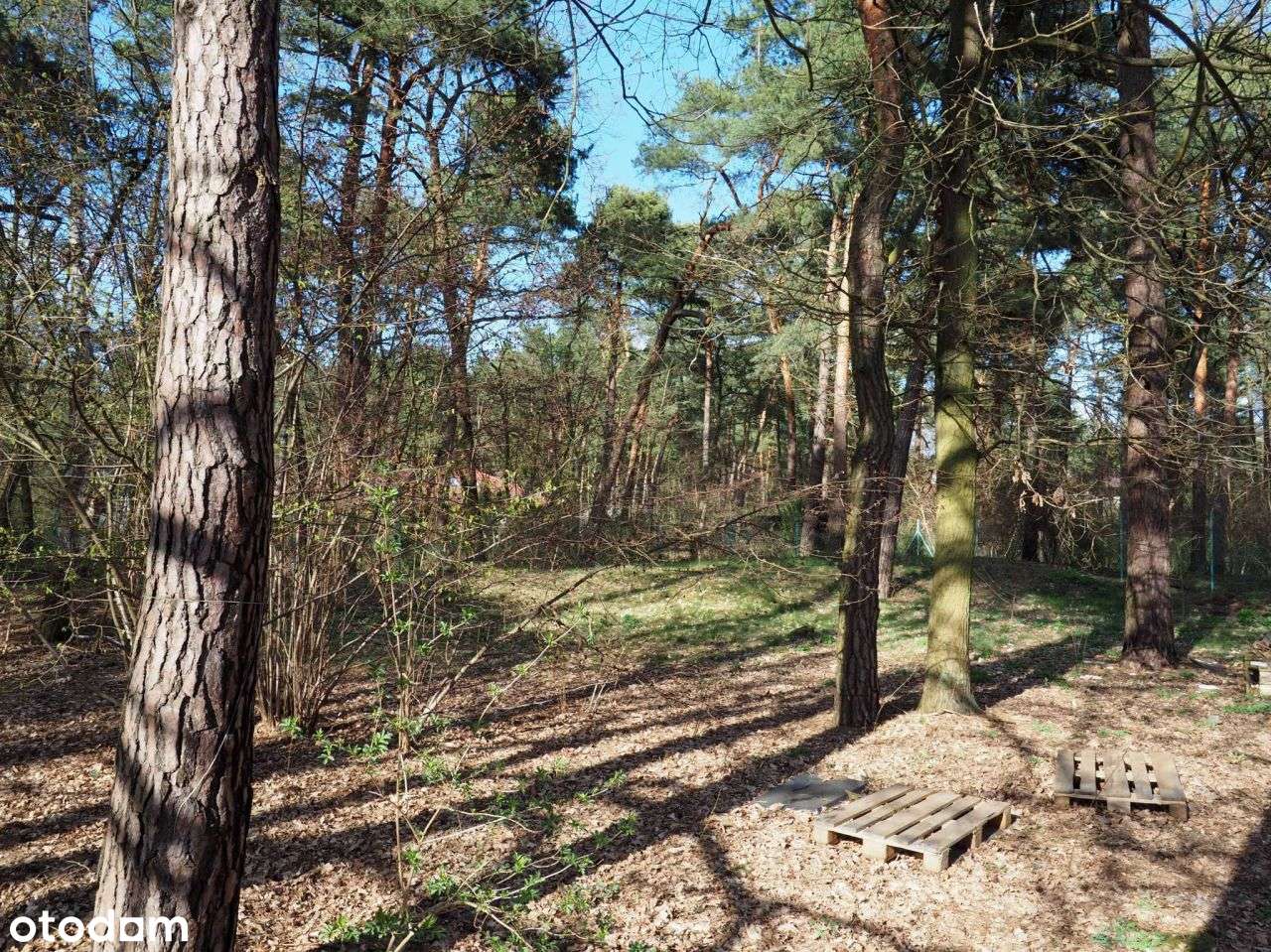 Dom położony na dużej zalesionej działce. - Pełny obrazek: 5/15