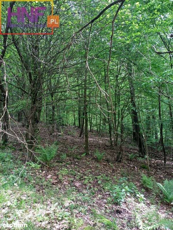 Działka leśno-rolna w Radajowicach 4,74ha - Pełny obrazek: 5/14