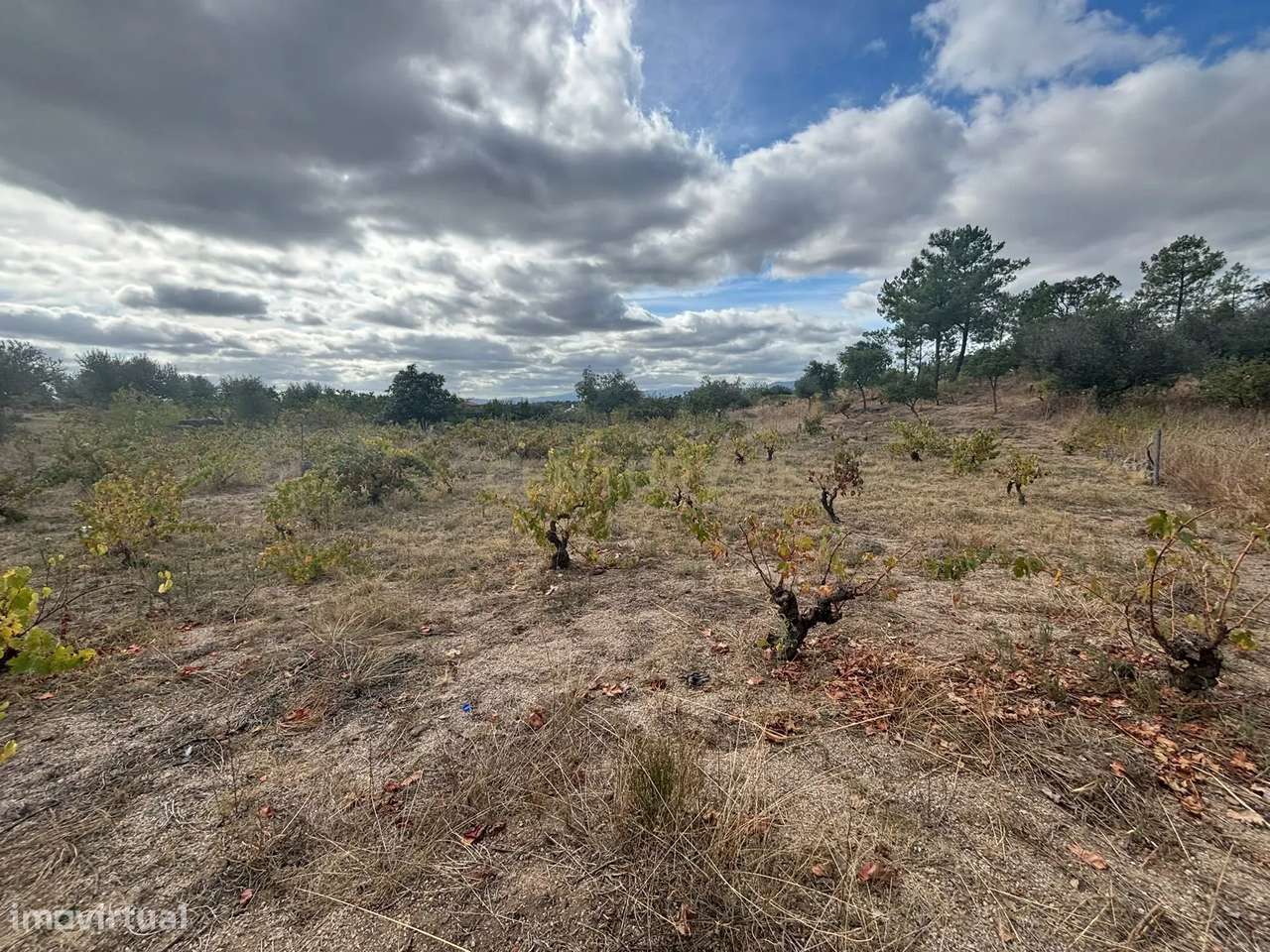 Terreno Rústico com Excelente Acesso – Oportunidade Única! - Grande imagem: 4/9