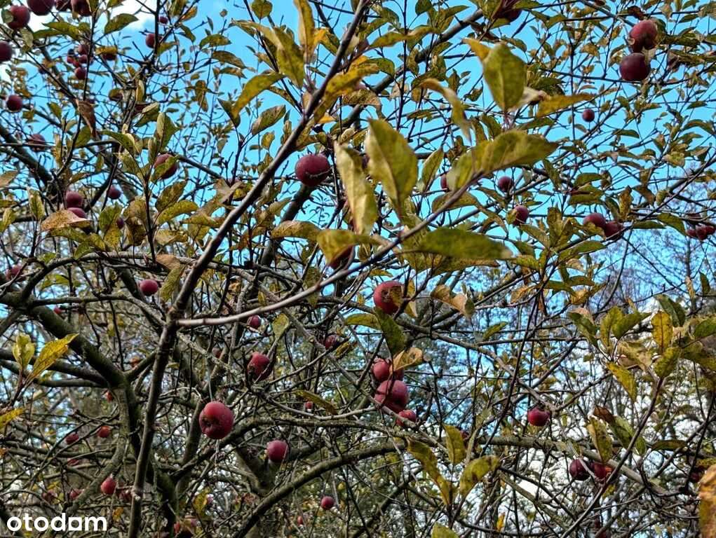 Zaciszna działka w Starym Wielisławiu-7