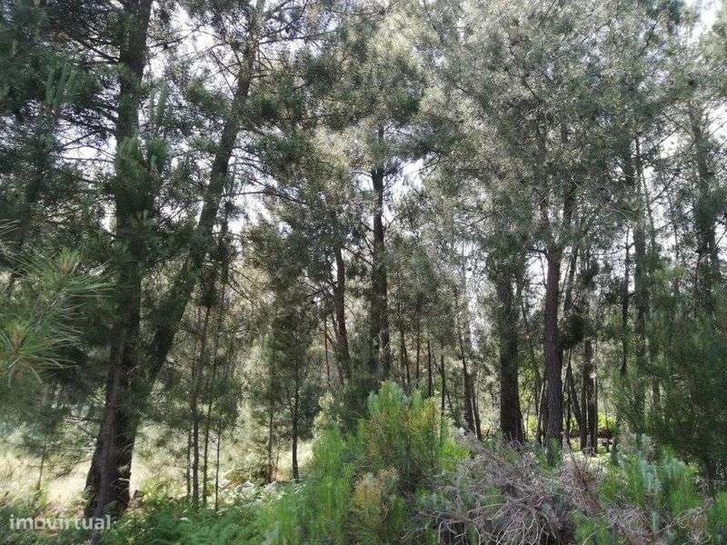 Quinta na Serra da Estrela - Grande imagem: 5/12