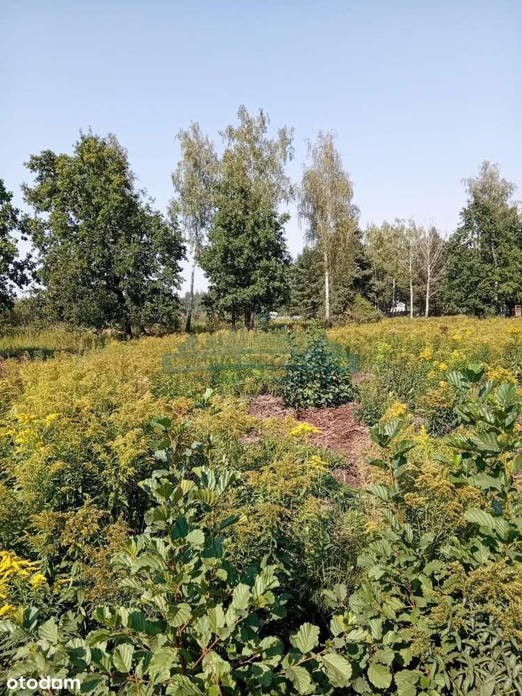 Działka, 800 m², Izabelin-Dziekanówek - Pełny obrazek: 5/6