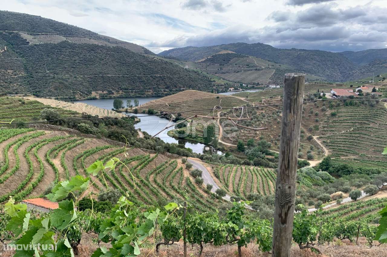 Terrenos com vinhas para produção de Vinho do Porto - Grande imagem: 2/7