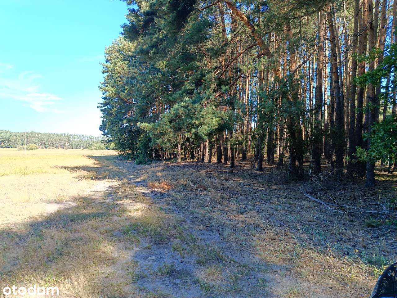 W sercu Puszczy Noteckiej – Chojno Kępiste, raj dla miłośników natury - Pełny obrazek: 4/7