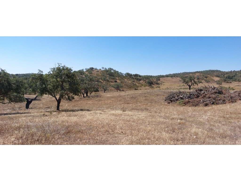 HERDADE 92 ha l Colos-58