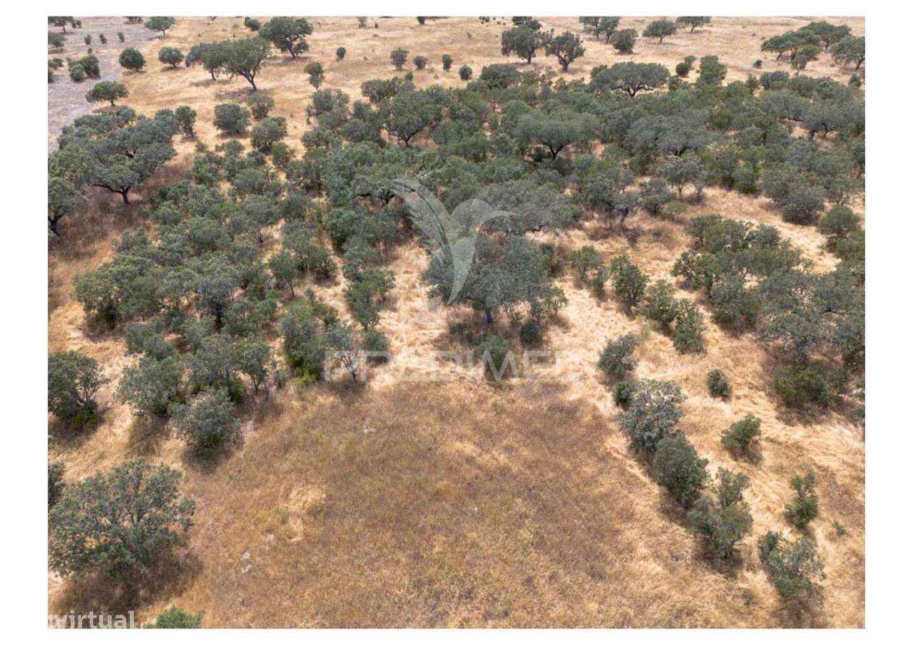 Terreno Rústico de 10,95 Hectares à Venda –Monte Juntos , Freguesia... - Grande imagem: 4/21