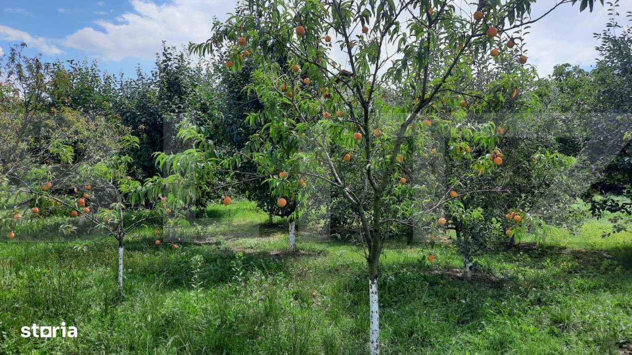 Casa individuala, 268 mp utili, 2145 teren, livada, Turda - Imagine principală: 5/19