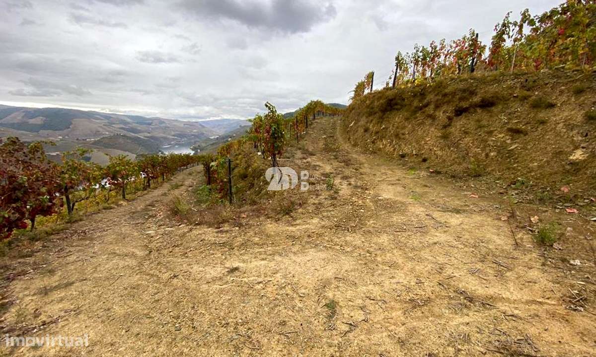 Vinha no Douro 7000m² - Vila Seca - Grande imagem: 3/13