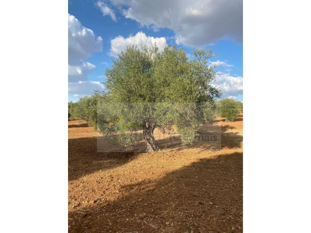 Quintinha Agricola em Vila Nova de São Bento-21