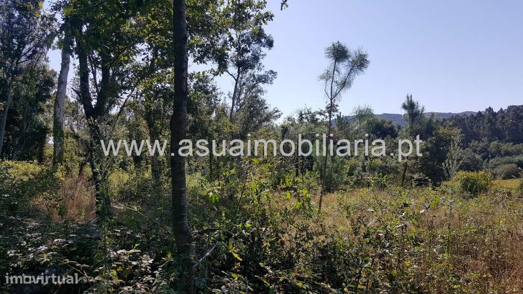 Bouça e Campo - Ferreiros - Grande imagem: 2/11