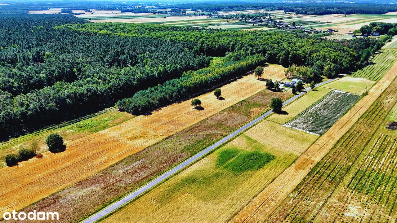 Cisza, las, wygodny dojazd | działka pod dom 900/1500 m2, blisko Rawy - Pełny obrazek: 5/12