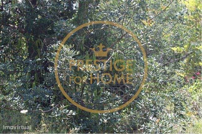 Terreno com 600 m2, situado em Campina (Loulé) - Grande imagem: 3/8