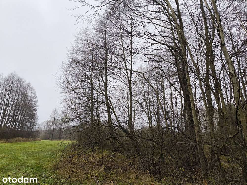 Działka rolna 10,74 ha |Pastwiska i drzewa | Kosyń - Pełny obrazek: 5/14