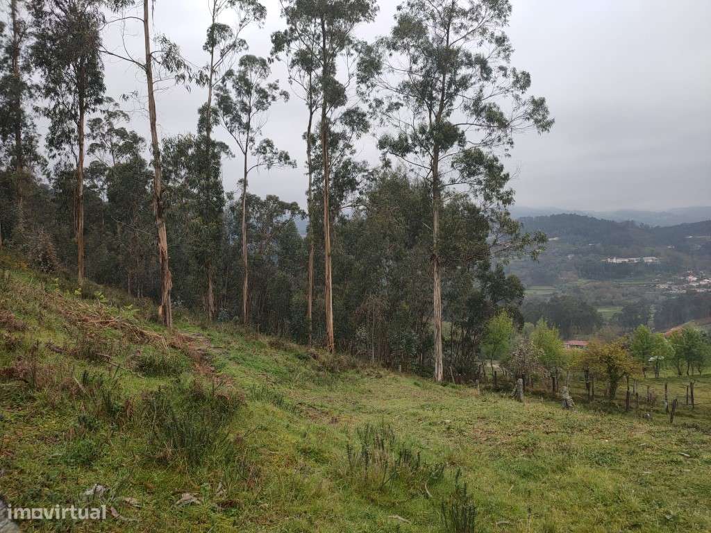 Terreno Rústico - Grande imagem: 4/6