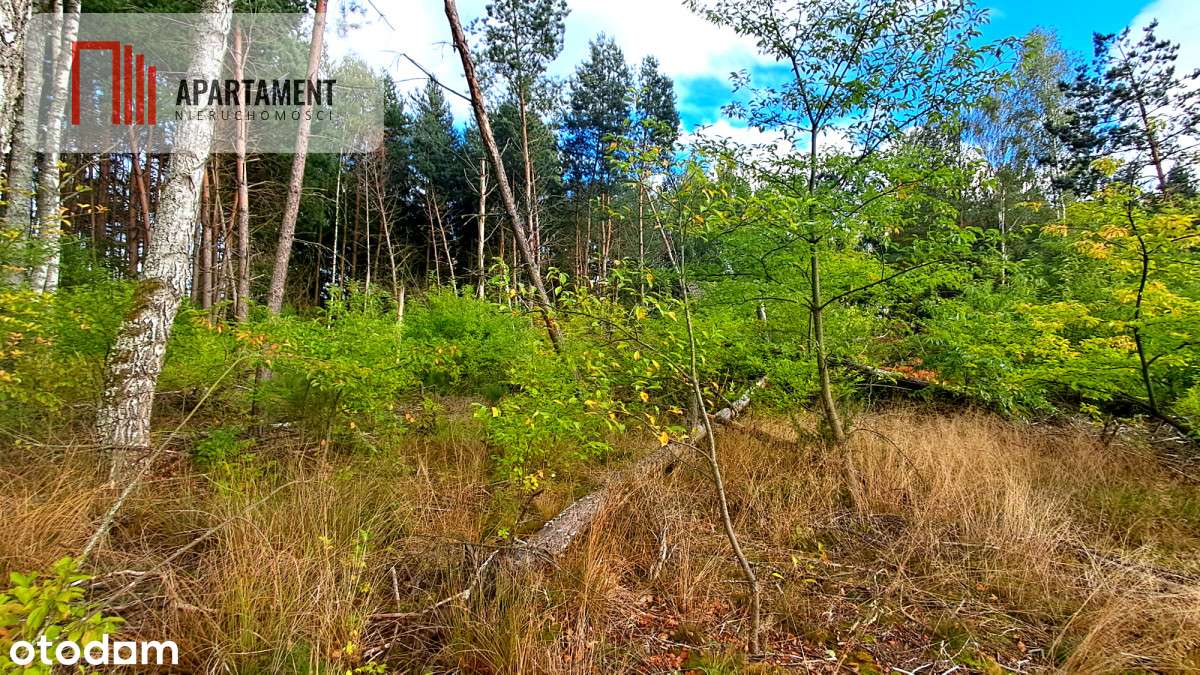 Duża działka rekreacyjna blisko jeziora!!! - Pełny obrazek: 4/8