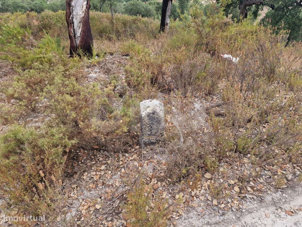 Terreno 14 HECTARES COM SOBREIROS E PINHEIROS-5